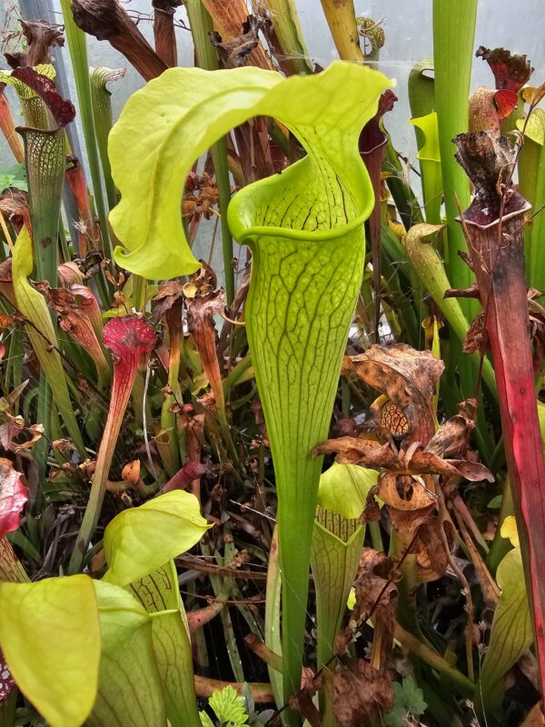 Il s'agit d'une plante carnivore de type Sarracenia rubra ssp. alabamensis (S.R01, Plantes-Insolites) le 22.09.24. C'est une plante à tubes avec des pièges verts jaunes.