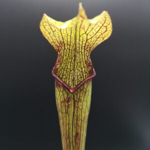 C'est une plante carnivore de type Sarracenia rubra ssp. rubra red pitchers (S.R03, Plantes-Insolites), c'est une plante très veinée.