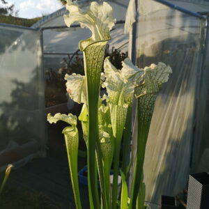 Il s'agit d'une plante carnivore de type Sarracenia x Camisole (S.X40, Plantes-Insolites), elle est blanche et l'opercule est recourbé.