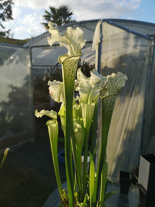 Il s'agit d'une plante carnivore de type Sarracenia x Camisole (S.X40, Plantes-Insolites), elle est blanche et l'opercule est recourbé.