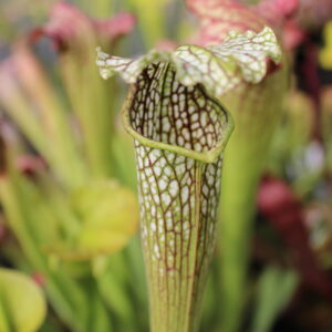 Il s'agit d'une plante carnivore de type Sarracenia x areolata (S.X18, Plantes-Insolites)