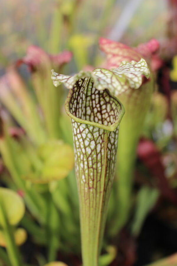 Il s'agit d'une plante carnivore de type Sarracenia x areolata (S.X18, Plantes-Insolites)