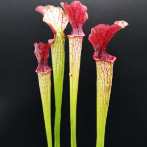 Il s'agit d'une plante carnivore Sarracenia x areolata (Sx149,C.A.) (S.X34, Plantes-Insolites) elle est verte et blanche avec l'intérieur de l'opercule rouge