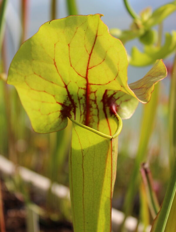 Il s'agit d'une plante carnivore de type Sarracenia x catesbaei (S.X19, Plantes-Insolites), elle possède un opercule ondulé.