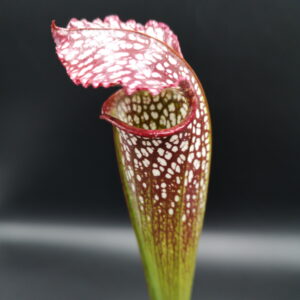 Il s'agit d'une plante carnivore de type Sarracenia x excellens (JJL) (S.X21, Plantes-Insolites), elle est rouge avec des tâches blanches