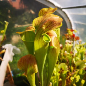 Il s'agit d'une photo de plante carnivore dans une serre de type Sarracenia x harperi (S.X22, Plantes-Insolites).