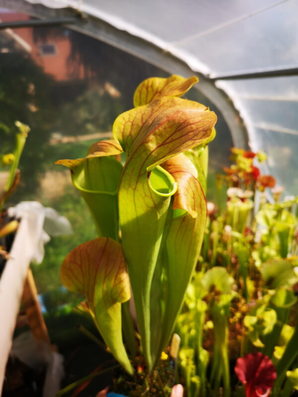 Il s'agit d'une photo de plante carnivore dans une serre de type Sarracenia x harperi (S.X22, Plantes-Insolites).