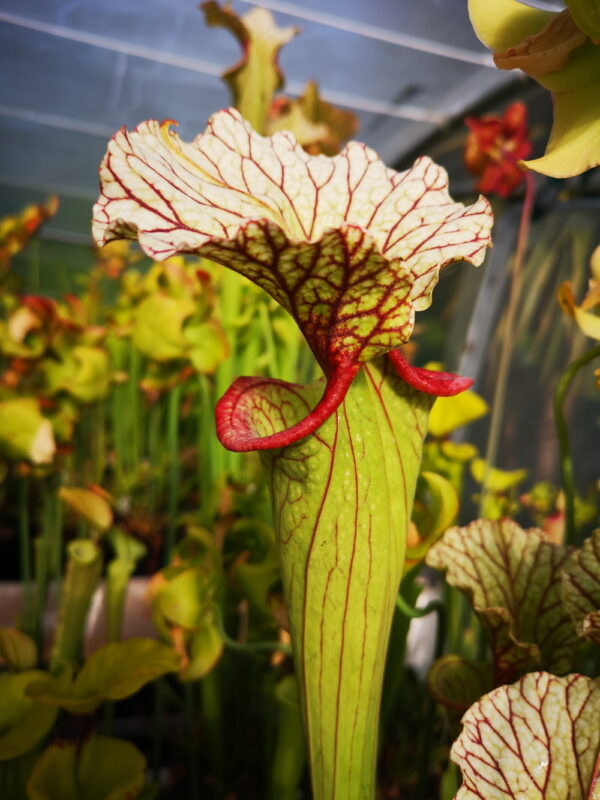 Il s'agit d'une plante carnivore de type Sarracenia x (leucophylla x oreophila) MS HA40B (H7, Alcide BOUR) (S.X97, Plantes-Insolites), l'opercule est blanc et les lèvres sont rouges