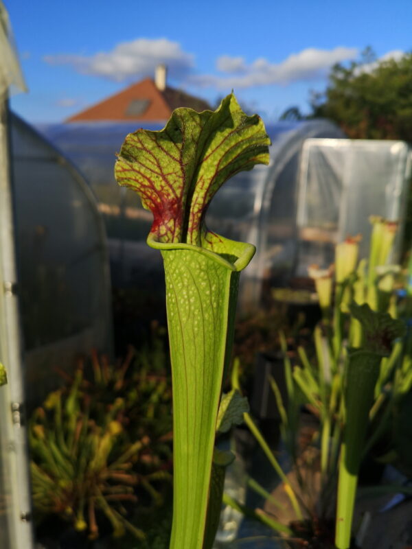 Il s'agit d'une plante carnivore de type sarracenia, elle est de grand taille, verte avec une tâche rouge, Sarracenia x moorei -- A. Slack 1987, H25 PJ-Plants 2004. (Keith Wilson AS15) (S.X36, Plantes-Insolites).