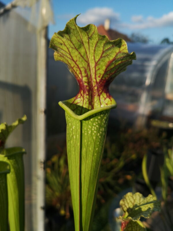 Il s'agit d'une plante carnivore de type sarracenia, elle est de grand taille, verte avec une tâche rouge, Sarracenia x moorei -- A. Slack 1987, H25 PJ-Plants 2004. (Keith Wilson AS15) (S.X36, Plantes-Insolites).