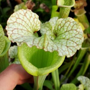 Il s'agit d'une plante carnivore de type Sarracenia x moorei -- Florida, W, S. flava var. rugelii x leucophylla (H34 MK) (S.X47, Plantes-Insolites), elle est plutôt de couleur blanche et rouge.