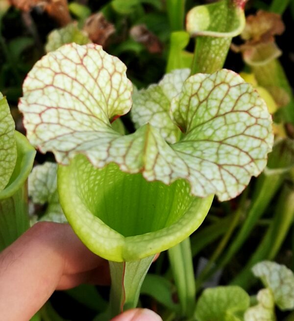 Il s'agit d'une plante carnivore de type Sarracenia x moorei -- Florida, W, S. flava var. rugelii x leucophylla (H34 MK) (S.X47, Plantes-Insolites), elle est plutôt de couleur blanche et rouge.