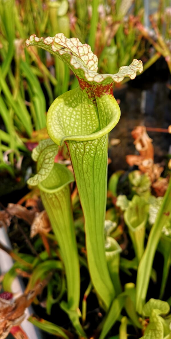 Il s'agit d'une plante carnivore de type Sarracenia x moorei -- Florida, W, S. flava var. rugelii x leucophylla (H34 MK) (S.X47, Plantes-Insolites), elle est plutôt de couleur blanche et rouge.