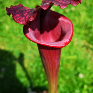 Il s'agit d'une plante carnivore de type Sarracenia x moorei 'Praetorian Guard'(S.X115, Plantes-Insolites), c'est une grande plante entierrement rouge.