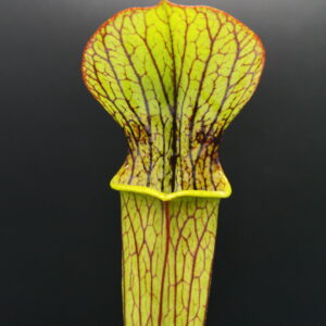 Il s'agit d'une plante carnivore de type Sarracenia x popei -- slack (H67,MK) (S.X24, Plantes-Insolites), elle possède beaucoup de veines foncées.