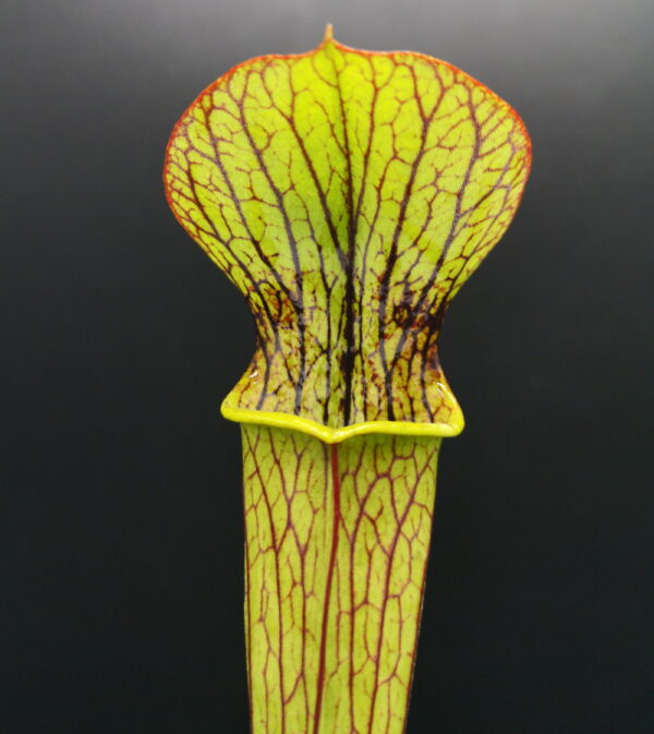 Il s'agit d'une plante carnivore de type Sarracenia x popei -- slack (H67,MK) (S.X24, Plantes-Insolites), elle possède beaucoup de veines foncées.