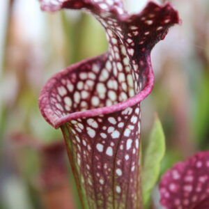 Il s'agit d'une plante carnivore Sarracenia x readii (S.X25, Plantes-Insolites), le haut du piège est rouge et les fenêtres sont blanches.