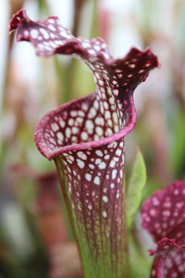 Il s'agit d'une plante carnivore Sarracenia x readii (S.X25, Plantes-Insolites), le haut du piège est rouge et les fenêtres sont blanches.