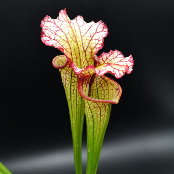 Il s'agit d'une plante carnivore de type Sarracenia'Lynda Butt' (ipX30), elle est rouge verte et blanche sur fond noir