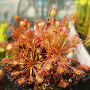 il s'agit d'une photo de plante carnivore de type drosera eloisiana giant.