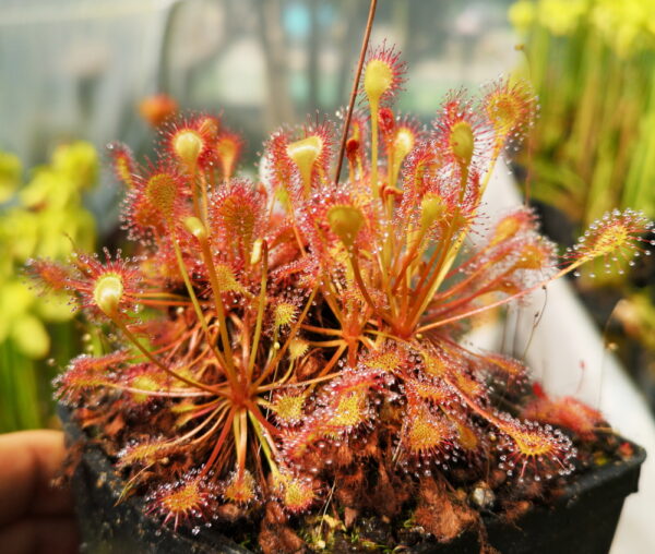 il s'agit d'une photo de plante carnivore de type drosera eloisiana giant.