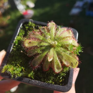 Il s'agit d'une plante carnivore de type Drosera aliciae.