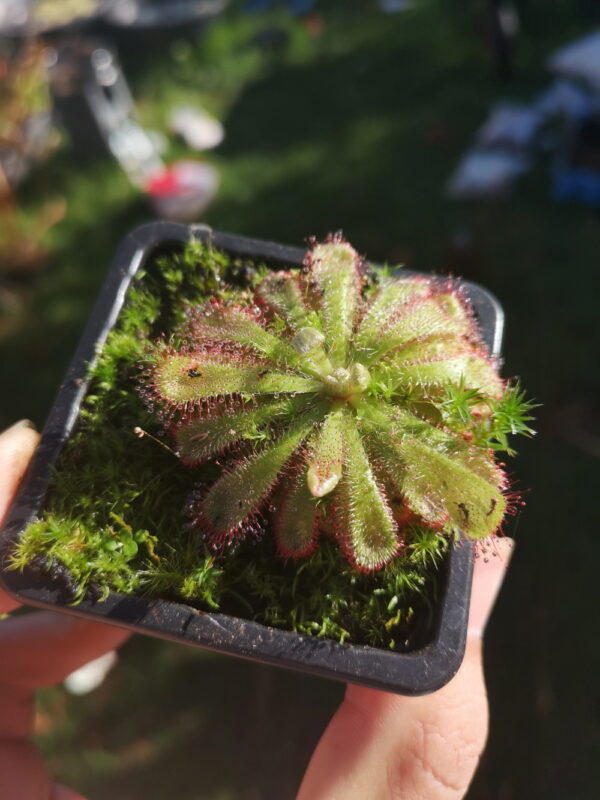 Il s'agit d'une plante carnivore de type Drosera aliciae.