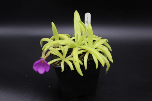 Il s'agit d'une plante carnivore de type Pinguicula moctezumea x gigantea