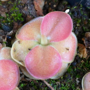 Il s'agit d'une plante carnivore de type Pinguicula agnata x 'Sethos' pink leaf.