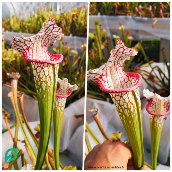 Il s'agit d'une plante carnivores de type Sarracenia Big Pink Lips -- (BXX276, Matt Soper x leucophylla -- purple lips (Phil Faulisi)) (Plantes-Insolites selection) avec de grosses lèvres blanche qui tourne au rose par la suite.