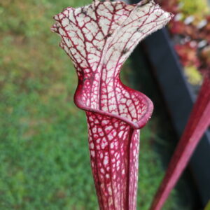 Il s'agit d'un superbe clone de plante carnivore de type Sarracenia Leucophylla X 'Saurus' (Guillaume Bily selection) (S.X257, Plantes-Insolites).