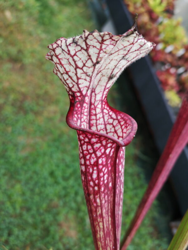 Il s'agit d'un superbe clone de plante carnivore de type Sarracenia Leucophylla X 'Saurus' (Guillaume Bily selection) (S.X257, Plantes-Insolites).