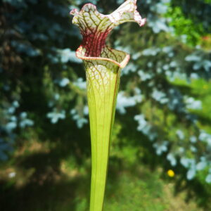 Il s'agit d'une plante carnivore de type Sarracenia S.Wilkerson's Red -- open pollinated (SX101 ,C.A.) x ('Leah Wilkerson' x 'Leah Wilkerson') (C.A, cross) (S.X122, Plantes-Insolites), elle est blanche verte et rouge.