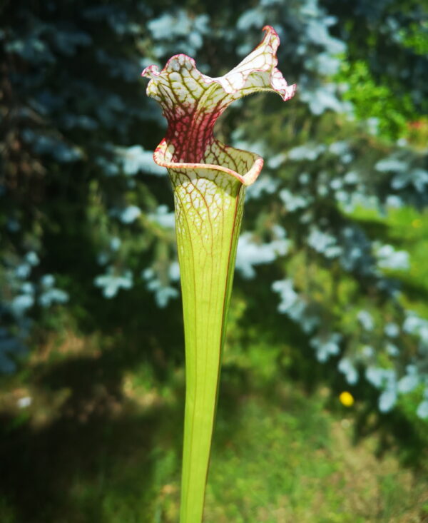 Il s'agit d'une plante carnivore de type Sarracenia S.Wilkerson's Red -- open pollinated (SX101 ,C.A.) x ('Leah Wilkerson' x 'Leah Wilkerson') (C.A, cross) (S.X122, Plantes-Insolites), elle est blanche verte et rouge.