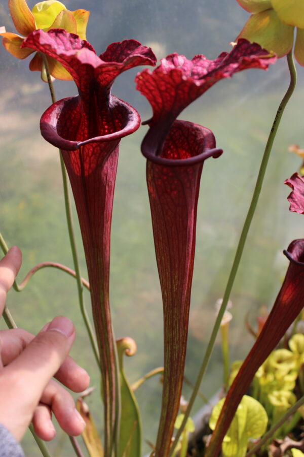 Il s'agit d'une des plus belles plante carnivore en collection, c'est un Sarracenia 'Saurus' from Phil Faulisi (S.X100, Plantes-Insolites).