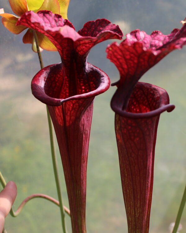 Il s'agit d'une des plus belles plante carnivore en collection, c'est un Sarracenia 'Saurus' from Phil Faulisi (S.X100, Plantes-Insolites).