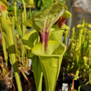 Il s'agit d'une plante carnivore de type Sarracenia flava var. ornata, var. rugelii intergrade -- Geneva Botanical Gardens, Andrea Amici, 2004. Pitchers can be 12cm wide (F199, MK) (S.FO16, Plantes-Insolites), elle possède des veines et une tâche rouge.