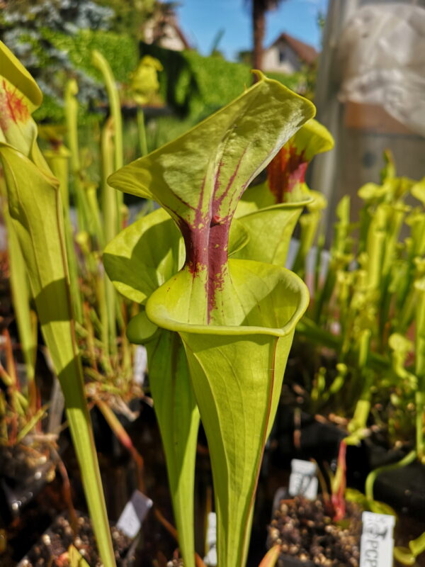 Il s'agit d'une plante carnivore de type Sarracenia flava var. ornata, var. rugelii intergrade -- Geneva Botanical Gardens, Andrea Amici, 2004. Pitchers can be 12cm wide (F199, MK) (S.FO16, Plantes-Insolites), elle possède des veines et une tâche rouge.