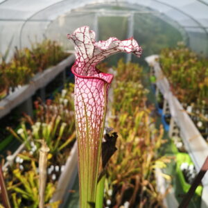 Il s'agit d'une plante carnivore de type Sarracenia leucophylla -- Redpink tube, Perdido, AL (L49b,MK) (S.L50, Plantes-Insolites)