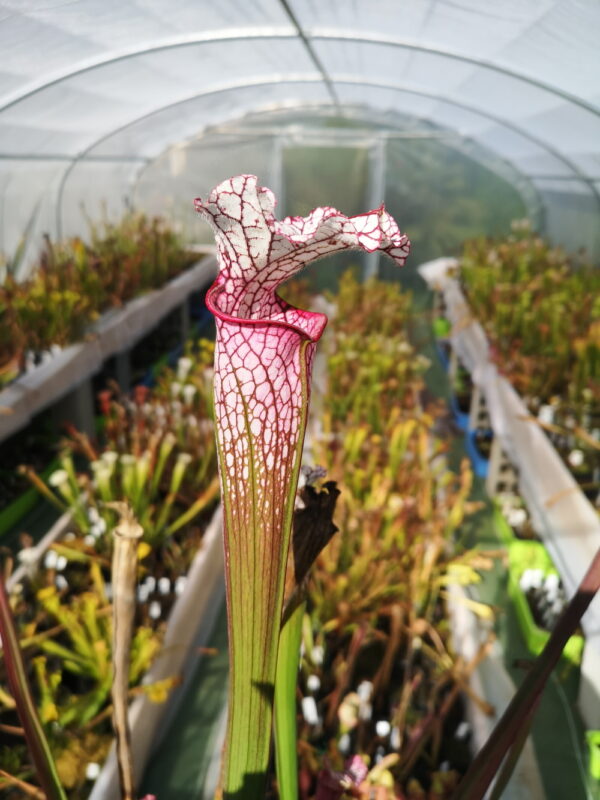 Il s'agit d'une plante carnivore de type Sarracenia leucophylla -- Redpink tube, Perdido, AL (L49b,MK) (S.L50, Plantes-Insolites)