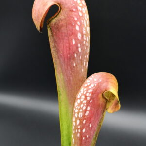 Il s'agit d'une plante carnivore de type Sarracenia minor -- var. okefenokeensis, Chesser Island, Kp 252 very tall pitchers, selected from wild seed (S.M09, Plantes-Insolites) qui rougit en fin d'hiver.