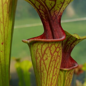 Il s'agit d'une plante carnivore de type Sarracenia oreophila -- Uk.Southeast LondonKent, (SO15,C.A.) (S.O02, Plantes-Insolites).