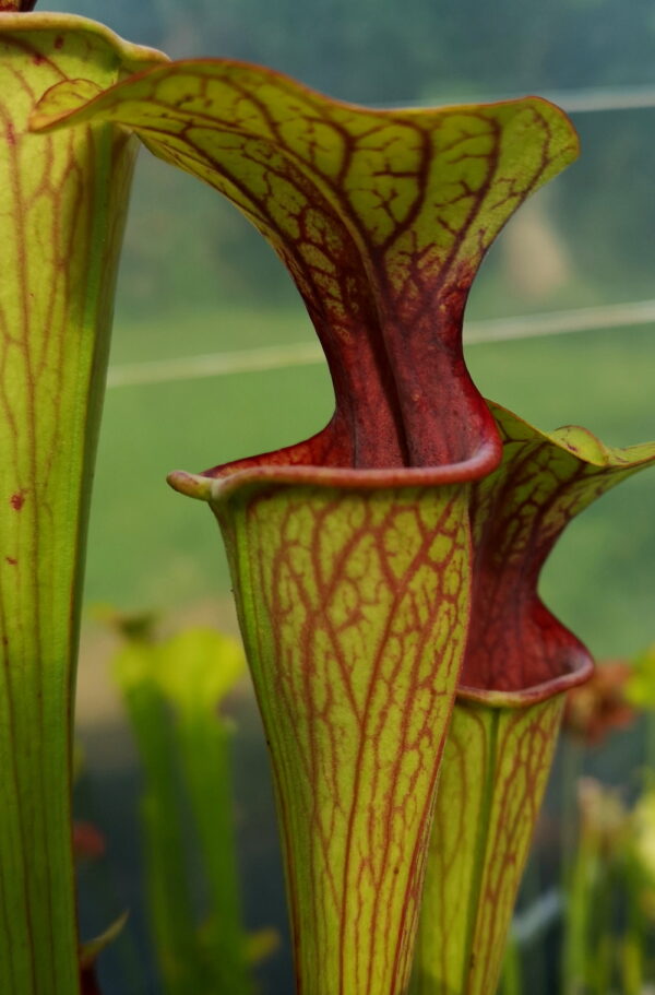 Il s'agit d'une plante carnivore de type Sarracenia oreophila -- Uk.Southeast LondonKent, (SO15,C.A.) (S.O02, Plantes-Insolites).