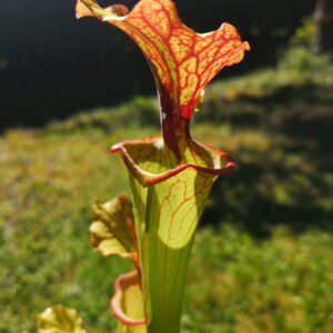 Il s'agit d"une plante carnivore de type Sarracenia x (Flava var. ornata F88 Mk x 'Timothy King') clone 2 from Benoît David - very nice plant (MH6, Alcide BOUR) (S.X99, Plantes-Insolites)