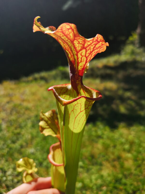 Il s'agit d"une plante carnivore de type Sarracenia x (Flava var. ornata F88 Mk x 'Timothy King') clone 2 from Benoît David - very nice plant (MH6, Alcide BOUR) (S.X99, Plantes-Insolites)