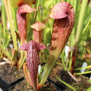 Il s'agit d'un sarracenia de type Sarracenia x swaniana x courtii (H28 Frangelo) (S.X133, Plantes-Insolites)