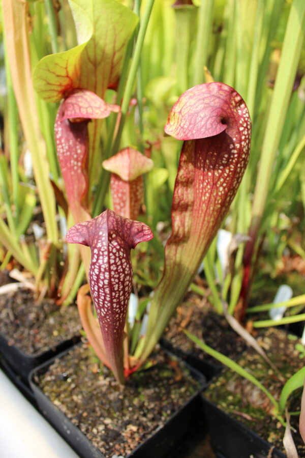 Il s'agit d'un sarracenia de type Sarracenia x swaniana x courtii (H28 Frangelo) (S.X133, Plantes-Insolites)