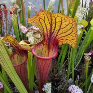 Il s'agit d'une plante carnivore de type S.X173 'Serengeti Sunset' (Jerry Addington's). C'est une plante carnivore assez compacte avec des pièges jaune orange et rouge.