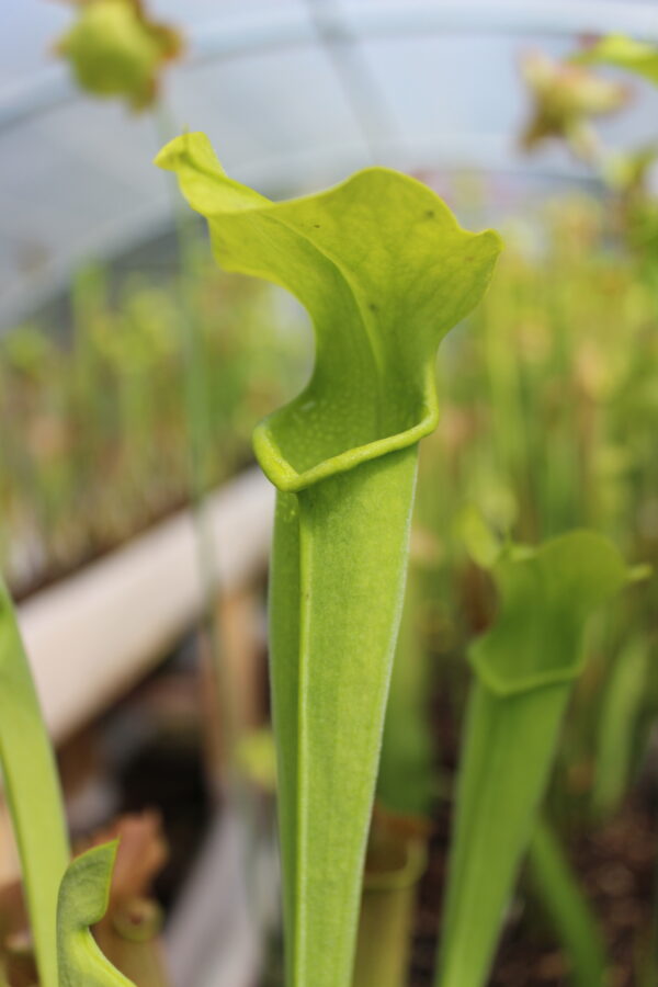 Il s'agit d'une plante carnivore de type sarracenia alata.