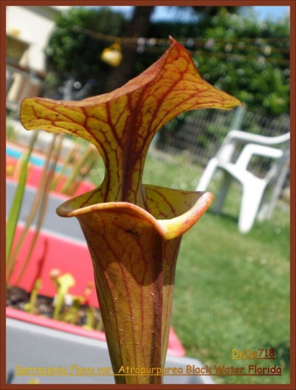 Il s'agit d'une plante carnivore de type sarracenia, elle fonce au soleil